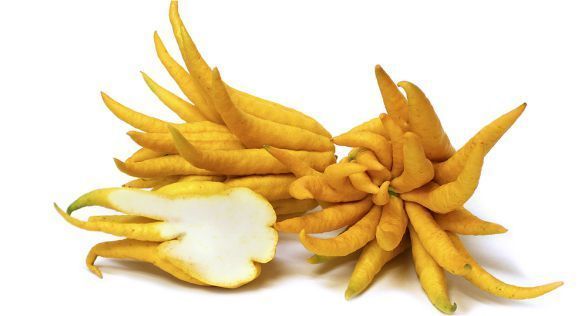 الأترج Citron