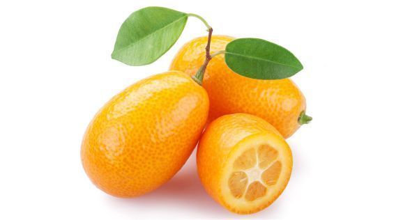البرتقال الذهبي Kumquat