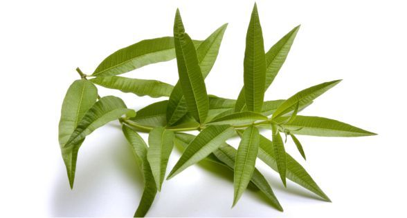 لويزة الليمون Lemon verbena