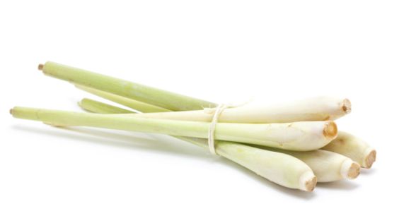 عشبة الليمون Lemongrass