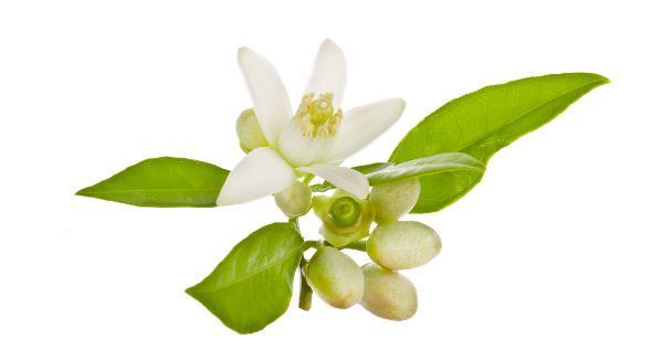 زهر البرتقال Orange blossom