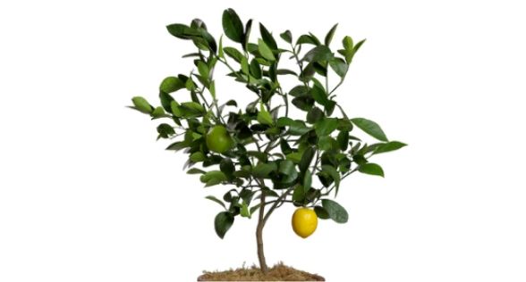 شجرة ليمون Lemon Tree