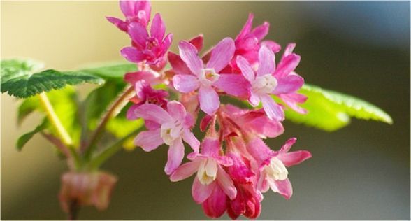 زهر الكشمش Black Currant Blossom