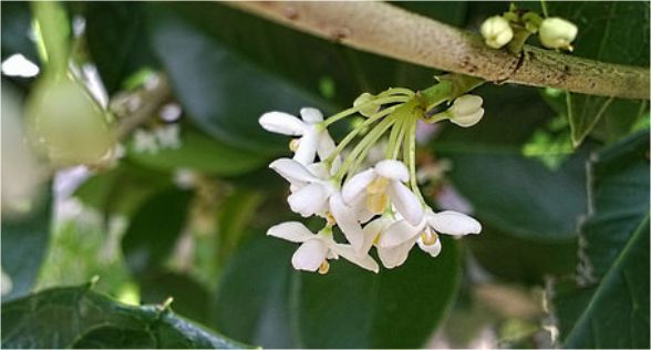 (العبقة (اوسمانثوس Osmanthus