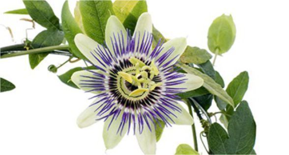 زهرة العاطفة Passion Flower