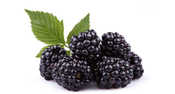 توت اسود Blackberry
