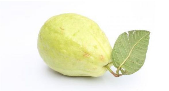جوافة Guava