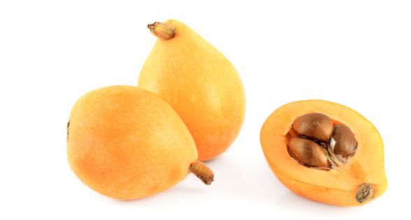 اسكدنيا يابانية Japanese loquat