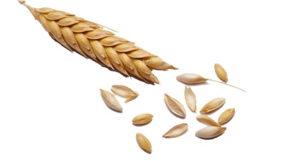 شعير Barley (Malt)