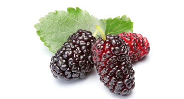 توت berry