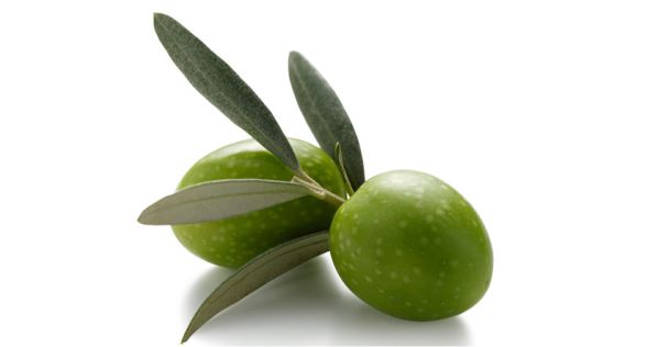 الزيتون Olive