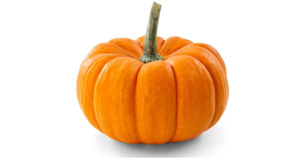اليقطين Pumpkin