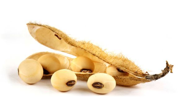 فول الصويا soybean