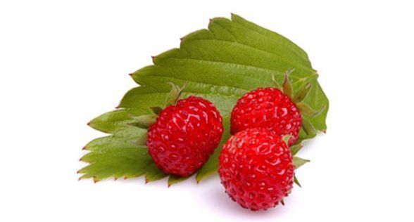 فراولة برية Wild Strawberry