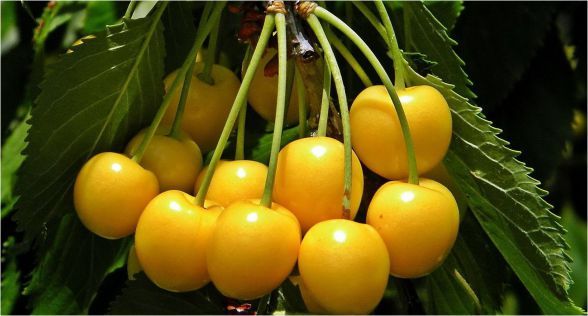 الكرز الاصفر Yellow Cherry
