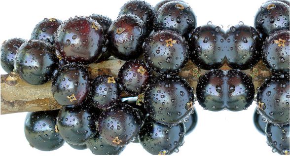 العنب البرازيلي Brazilian Grape (Jabuticaba)