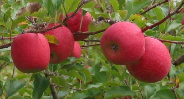 تفاح السيدة الوردية Pink Lady Apple