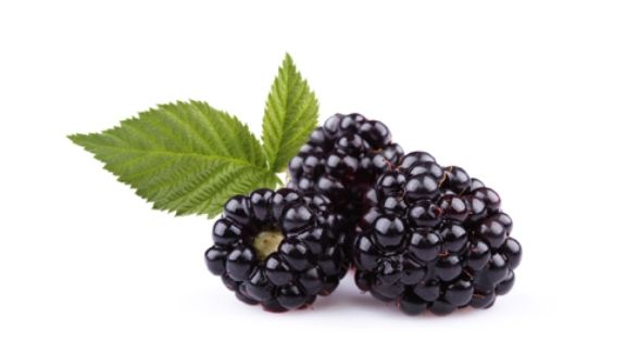 boysenberry