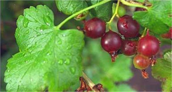 ورقة الكشمش الأحمر Red currant leaf