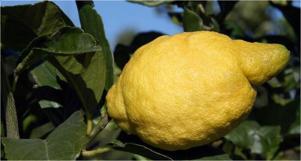 ليمون امالفي Amalfi Lemon