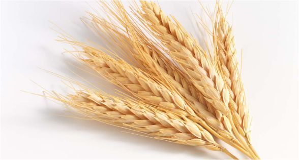 قمح Wheat