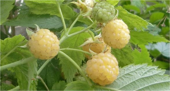 التوت الابيض White berries