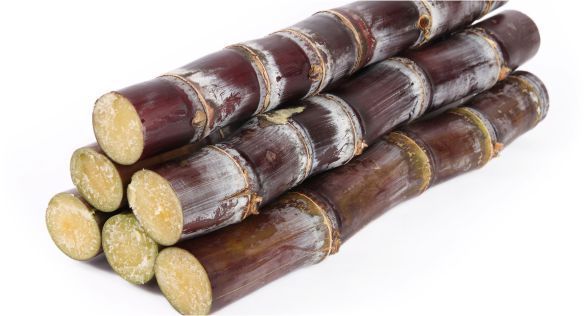 قصب السكر sugar cane