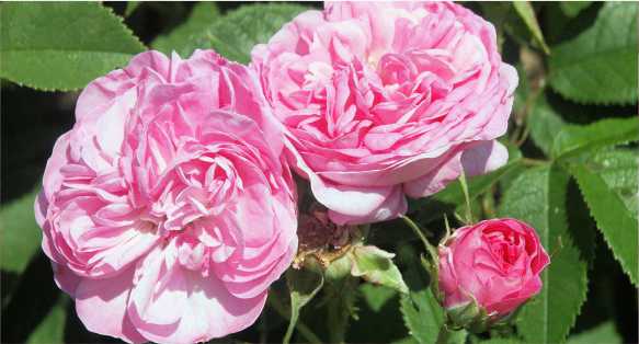 ورد دمشقي Damask Rose