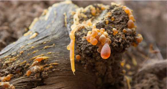 خشب العنبر Amber wood