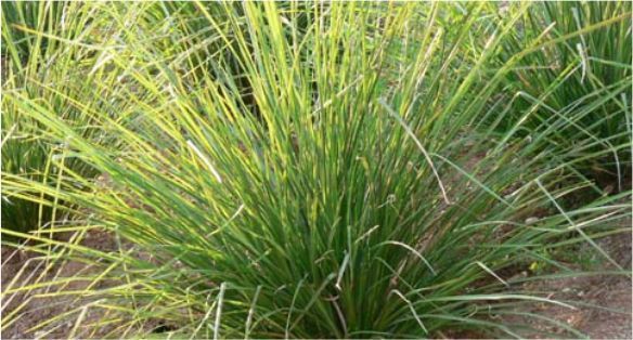 نجيل الهند الهايتي Haitian Vetiver
