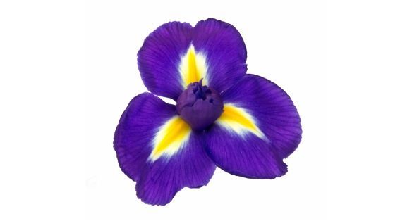 زهرة السوسن iris
