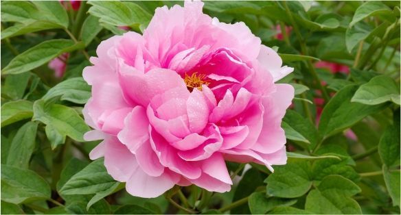 ورود بلغارية Bulgarian Roses