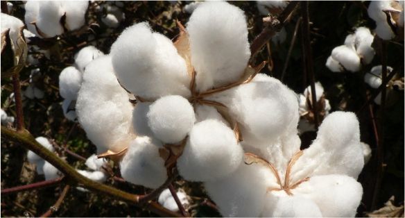قطن cotton