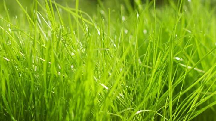 الملاحظات العشبية Herbal notes