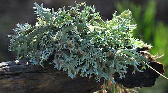 طحالب Moss