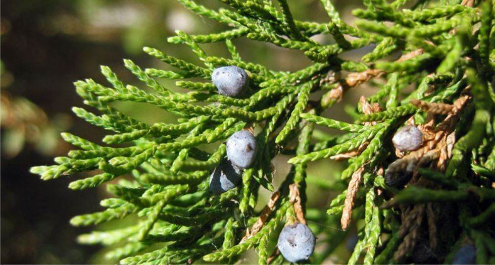 ارز فرجينيا Virginia cedar