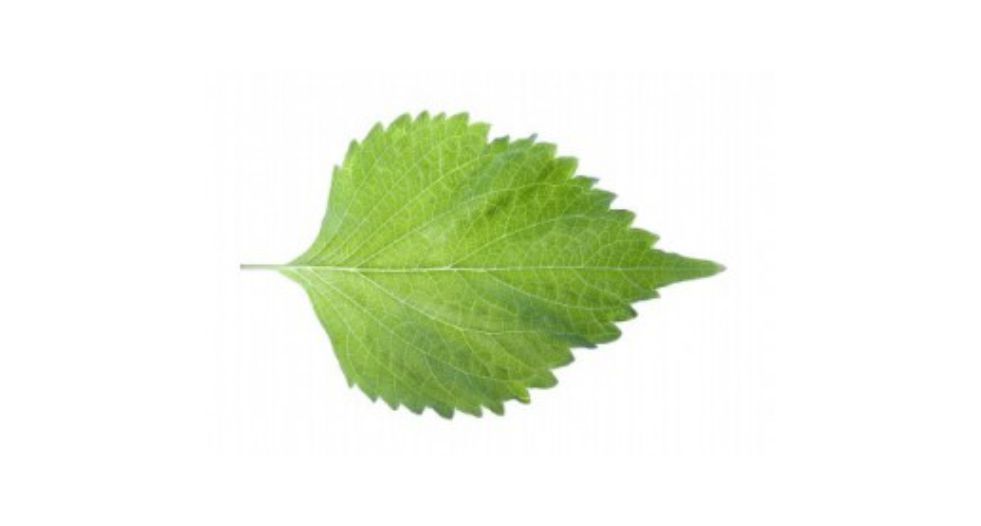 شيزو Shiso