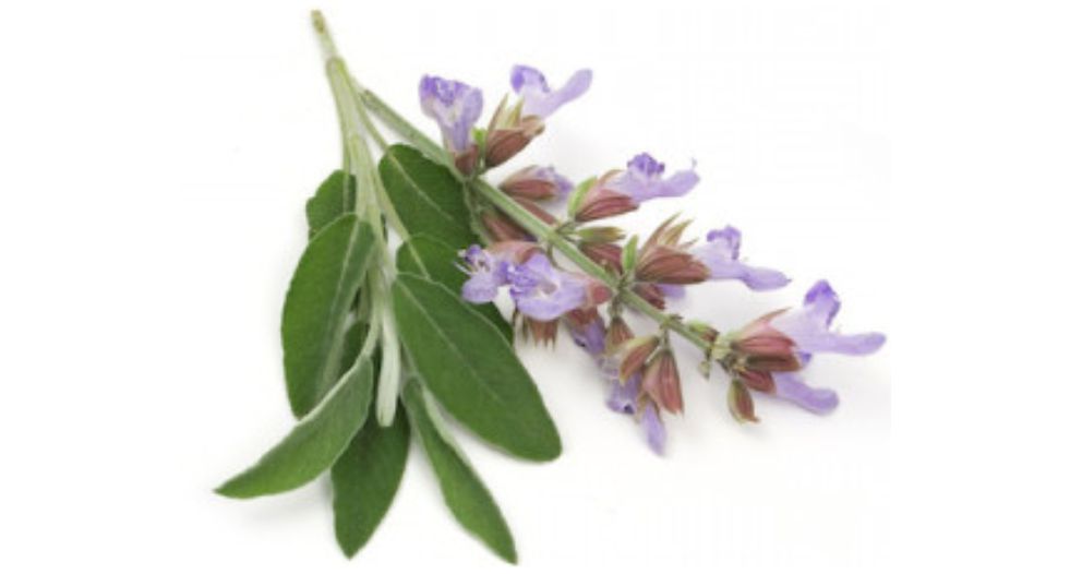 مرمية كلاري Clary Sage