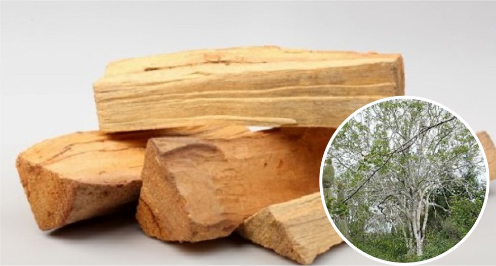شجرة بالو سانتو Palo Santo
