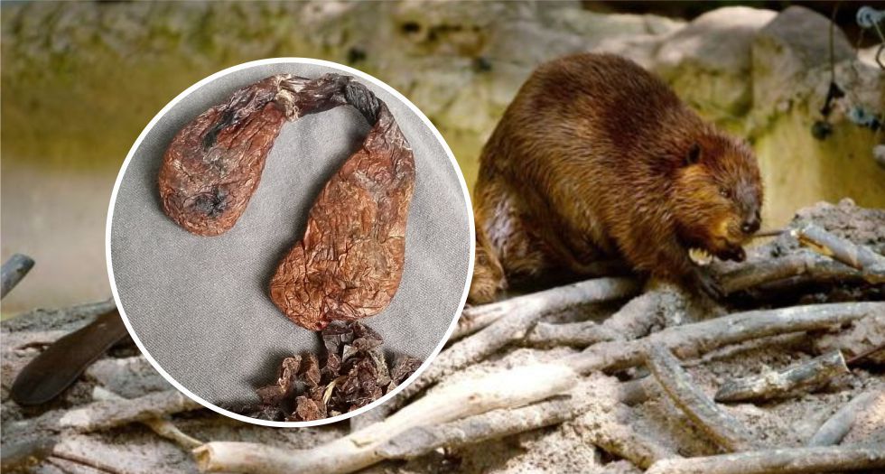حويصلات الخروع castoreum