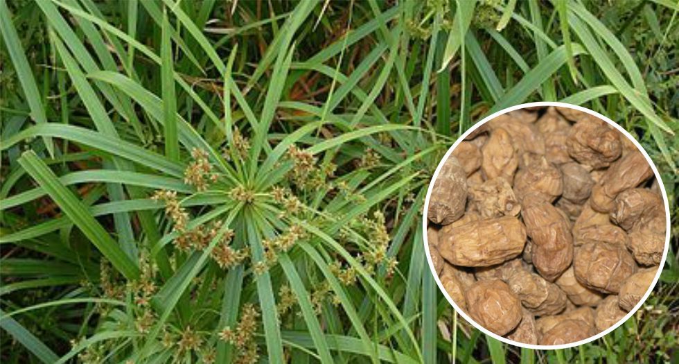 نبات السعد Cyperus scariosus
