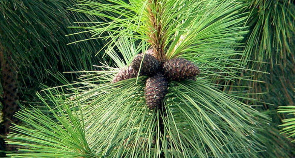 راتنج التنوب Fir Resin