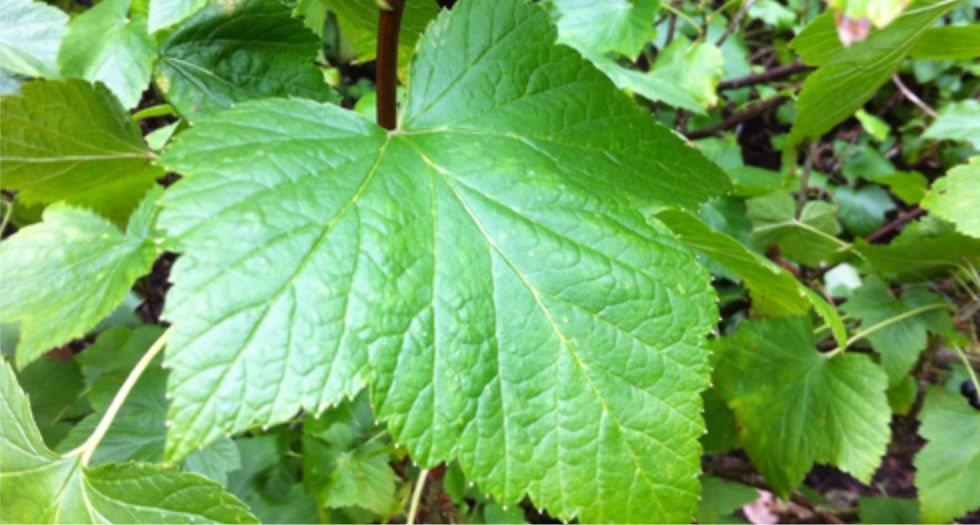 اوراق (براعم) الكشمش Currant leaf and bud (Cassis)