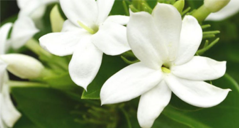 الفل Jasmine sambac