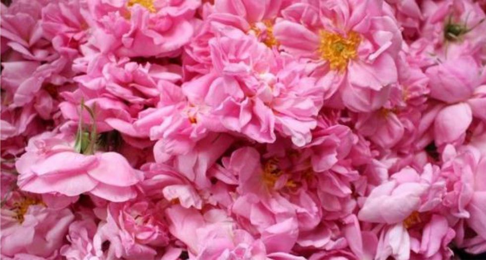 وردة مايو May Rose
