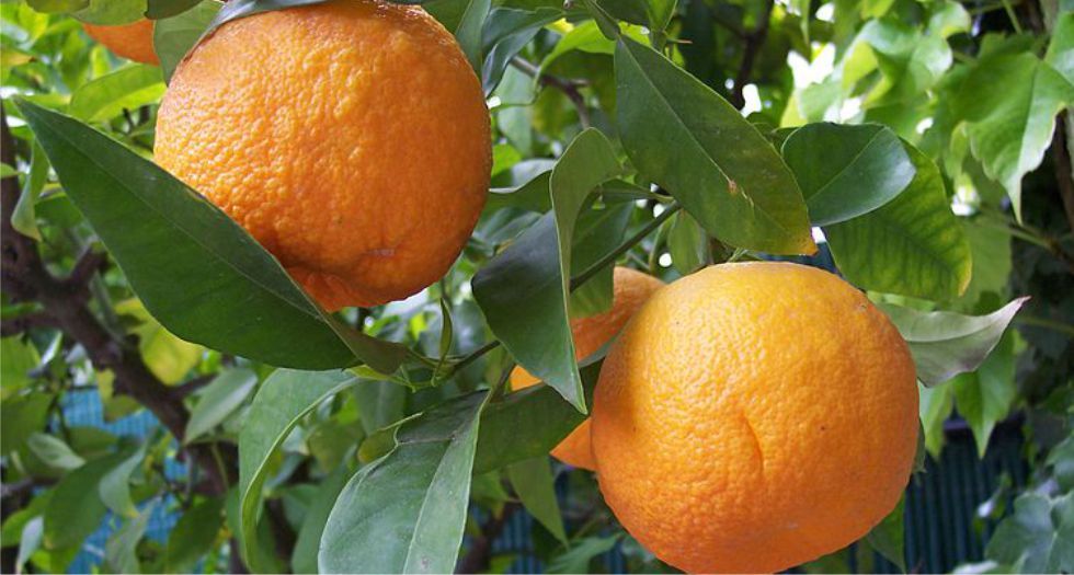 البرتقال المر Bitter Orange