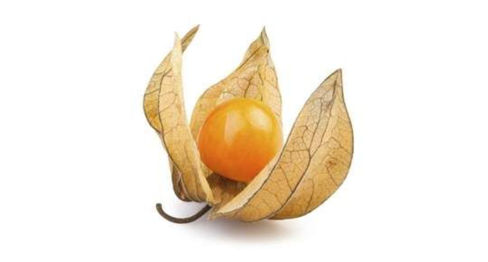 الحرنكش Ground Cherry