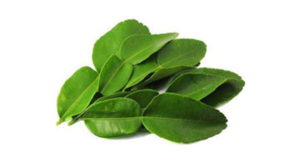 ورق الليمون lemon Leaf