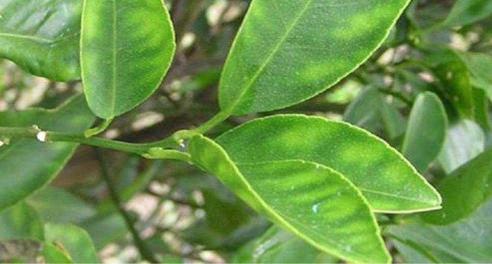 أوراق وبراعم المندرين Mandarin Leaf