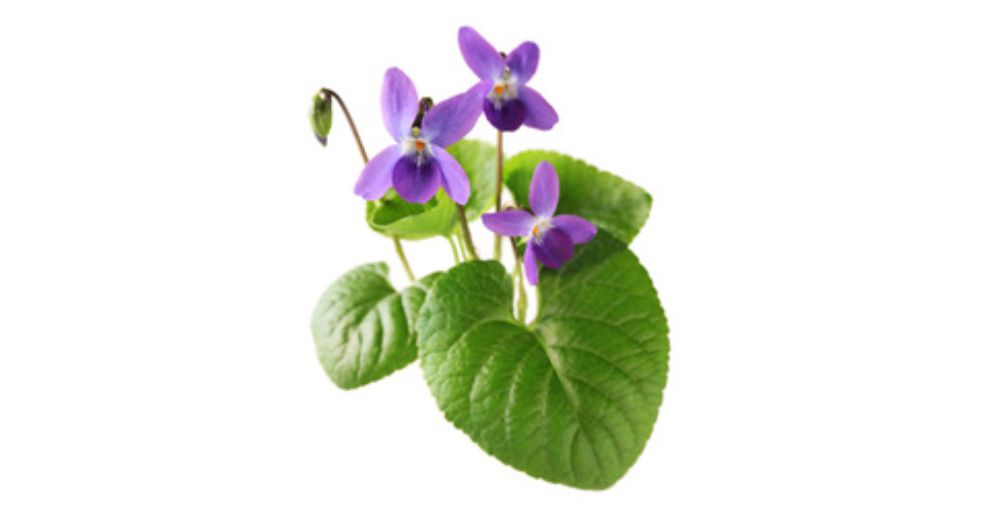 ورق البنفسج Violet leaf